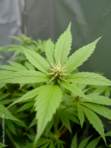 Isolated White Herb Leaf: Nature's Clammy Ganja Wild Plant in a Grow Tent Setting