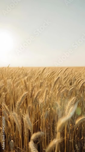 Gentle breeze in golden wheat field with warm morning light