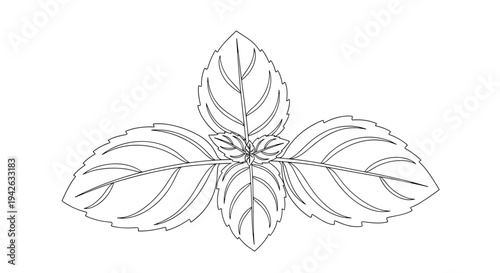 Detailed black and white line art drawing of sprig of fresh mint or basil leaves on plain white background.