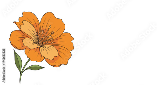 Beautiful hand-drawn orange lily flower with green leaves and delicate stamens on plain white background.