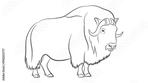 Muskox in Silhouette: A meticulously crafted illustration presents a majestic muskox in elegant line art, showcasing its sturdy build and distinctive curved horns.