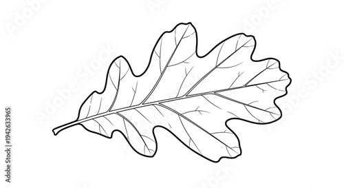 Detailed black and white line art illustration of a single oak leaf showing its characteristic lobed shape and veins.