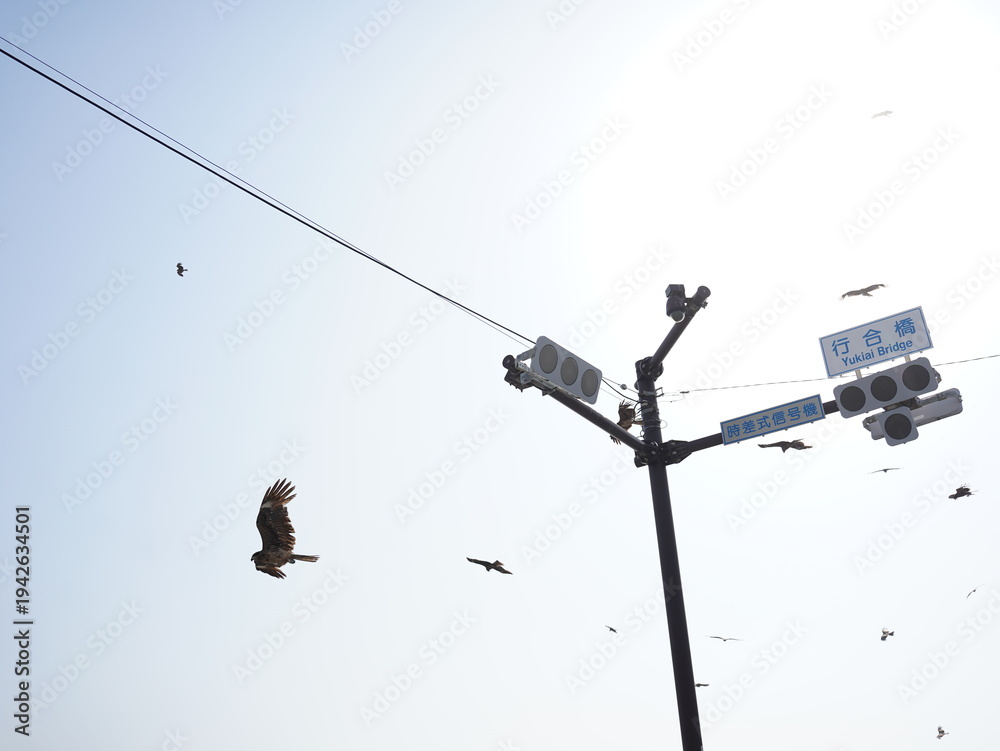 Obraz premium vulture in flight