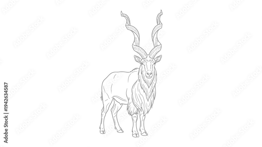 Fototapeta premium Markhor: A majestic markhor, a wild goat known for its magnificent spiraling horns, stands proudly, depicted in a detailed line art illustration.