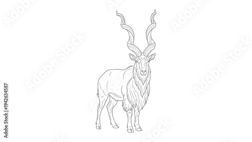 Markhor: A majestic markhor, a wild goat known for its magnificent spiraling horns, stands proudly, depicted in a detailed line art illustration.