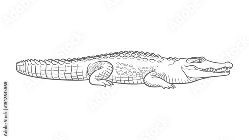 Crocodile Sketch: A detailed sketch captures the reptilian essence of a crocodile. With textured skin and sharp features, the illustration shows the animal in its entirety.