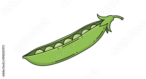Fresh green pea pod shown open with six round green peas inside isolated on white background for food themes.
