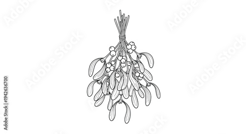 Traditional bunch of mistletoe with berries and leaves tied together in a classic hand drawn black and white botanical sketch.