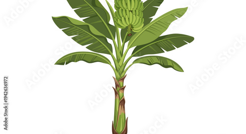 Palm Tree Green Leaves.