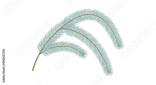 Soft blue green pine tree branches with long needles isolated on a white background for winter and holiday greenery.