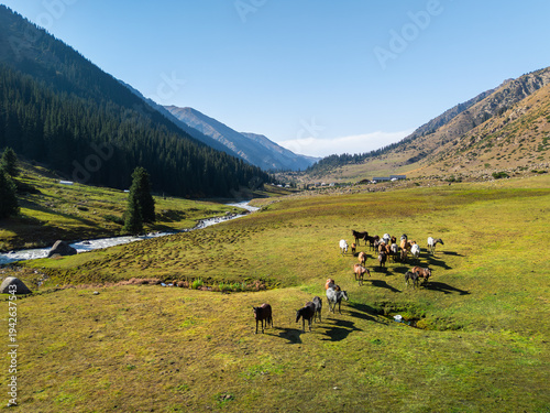 A herd of horse in Altyn Arashan Gorge, Issyk-Kul Region, Kyrgyzstan