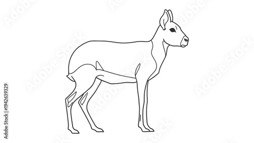 Patagonian Mara Drawing: A simple line drawing of a Patagonian Mara, a rabbit-like rodent with long legs and large ears, standing in profile.