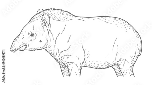 Tapir Illustration: Detailed black and white illustration of a tapir, showcasing its unique features in a minimalist style.