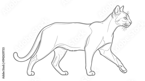Contour Cat Stroll: An elegant contour drawing of a sleek cat in mid-stride, showcasing the graceful lines and subtle details of its anatomy.