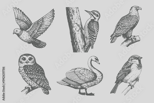 Vintage black sketch bird Sparrow, pigeon, swan, eagle, owl, woodpecker vector illustration.  old engraving style, monochrome line art, antique bird drawing