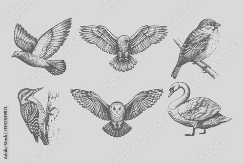 Vintage black sketch bird Sparrow, pigeon, swan, eagle, owl, woodpecker vector illustration.  old engraving style, monochrome line art, antique bird drawing