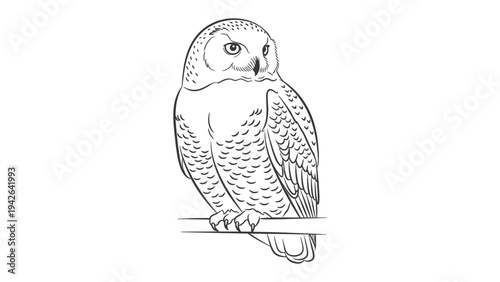 Serene Owl in Monochrome: A majestic owl perches gracefully, its detailed features captured in elegant monochrome, embodying wisdom and introspection.