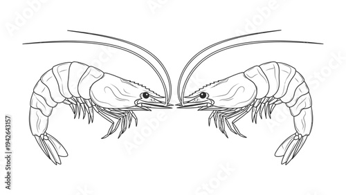 Shrimp Symmetry: A simple yet elegant illustration showcasing two shrimp, their forms mirroring each other in perfect symmetry.
