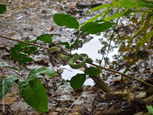 Wagler's palm pit viper hiding with camouflage colors in Borneo rainforest