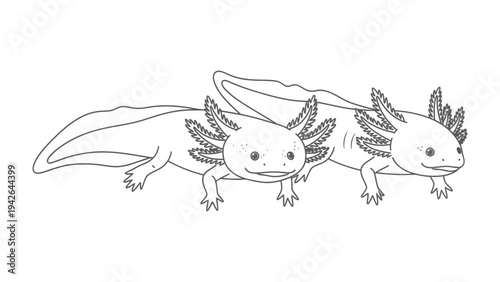 Axolotl Duo: The illustration depicts two axolotls, capturing their unique aquatic charm with intricate details. A glimpse into the fascinating world of these captivating amphibians.