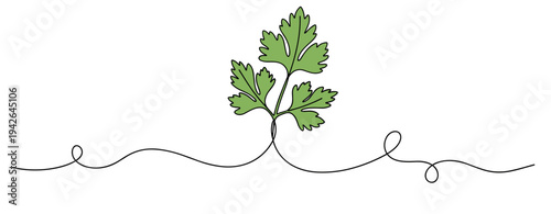 Parsley leaf sprouting on continuous line white background