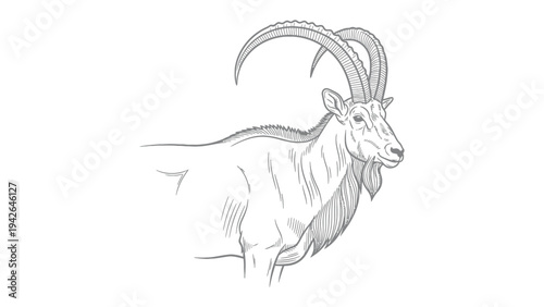  Majestic Ibex Portrait: A stunning illustration showcases an ibex, highlighting its majestic curved horns and serene gaze.