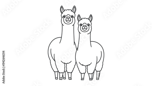 Alpaca Couple: Two charming alpaca with long necks stand side-by-side, their fluffy coats contrasting against a clean backdrop, capturing the essence of companionship.