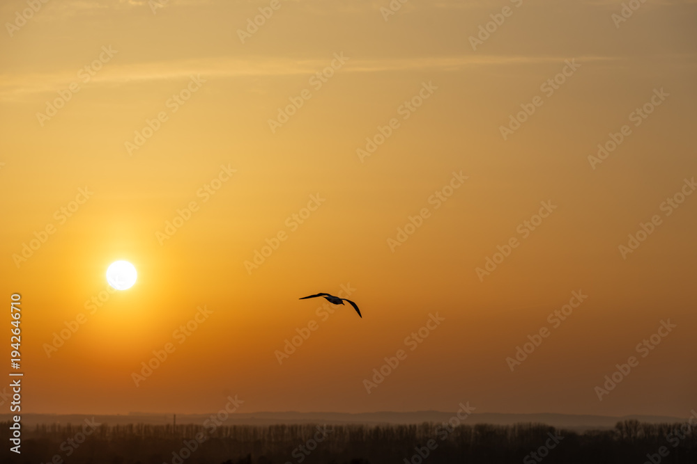 Obraz premium Seagull in flight with spread wings against the sunset light