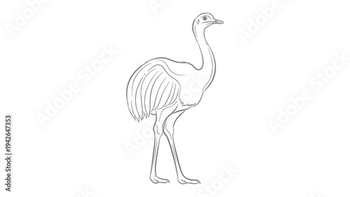 Emu Outline: A simple yet elegant line drawing of an emu, a flightless bird, showcases its unique silhouette and features.