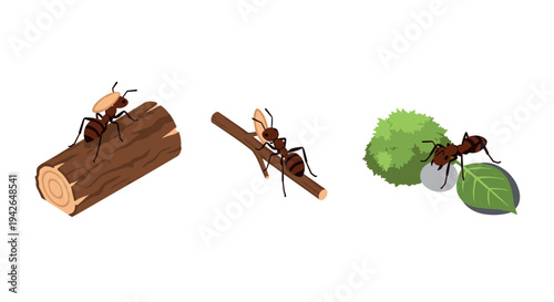 Realistic ants on branch, leaf, and log with natural elements in flat design