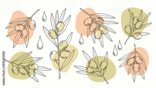 A beautiful set of hand-drawn olive branches with leaves and fruits, accented with abstract pastel color shapes for a modern yet rustic aesthetic.