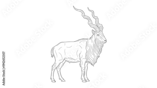 Graceful Markhor Portrait: A detailed illustration of a majestic markhor, its spiraling horns and powerful stance exude strength and elegance. Perfect for art projects.