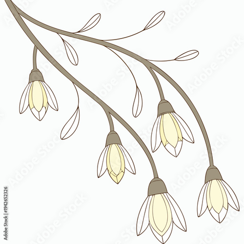 Illustration of a branch with multiple white flowers and buds on a plain background