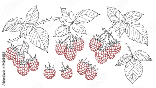 A beautiful collection of hand-drawn raspberry branches, showcasing ripe red berries and thorny green leaves in a botanical line art style.