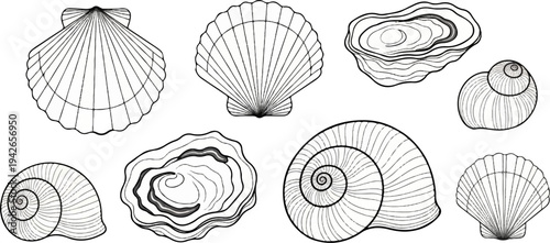 Assortment of various mollusk shells, including scallops and snails