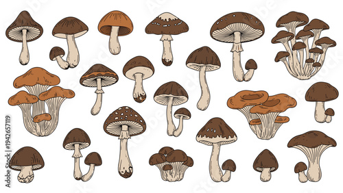 Diverse collection of different mushroom types with brown caps and cream stems illustrated as a detailed set of line art.