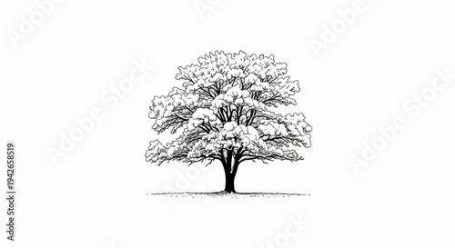Detailed black and white sketch of a large, mature deciduous tree in full foliage