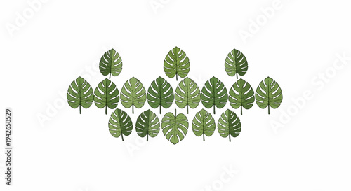 A scattering of green monstera leaves on a white background