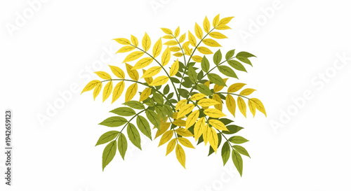 Green and yellow leaves on thin stems, against a white background