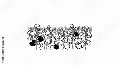 Black and white sketch of a field of cotton plants with open bolls