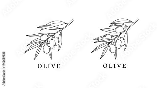 Two detailed line art illustrations of olive branches with fruit and leaves, including the word olive, for healthy food and oil labels.