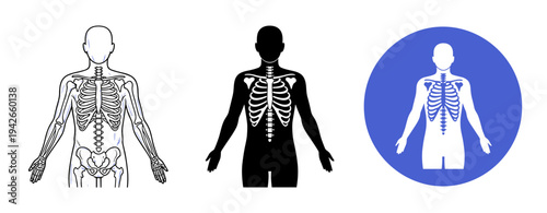 Anatomy illustrations: human skeleton silhouettes and x-ray views