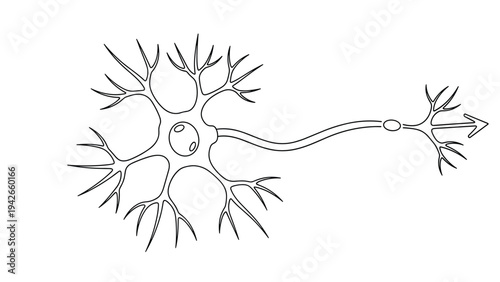 Biological diagram showing the structure of a neuron cell with dendrites, axon, and cell body in a simple black and white line drawing.
