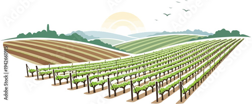 Rolling green vineyards under a warm sun with distant hills and birds