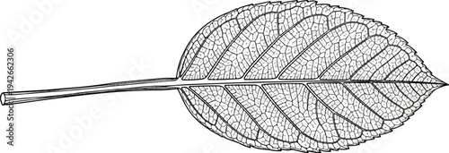 Detailed black and white illustration of a single ovate leaf with a prominent midrib and network of veins