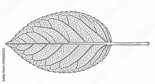 Detailed black and white illustration of a single leaf showing prominent vein structure