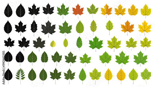 Autumn and Green Tree Leaves Collection – Botanical Foliage Vector Set