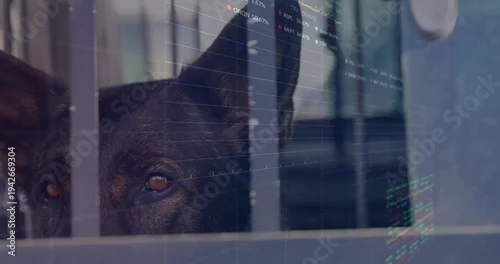 Naklejka na ścianę Gazing dark-coated dog peering through vertical bars and divider, showing collar and code on glass