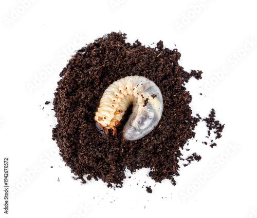Valokuva L3 stage Kabutomushi Japanese rhinoceros beetle - Trypoxylus dichotomus larvae on breeding flake substrate soil isolated on white background