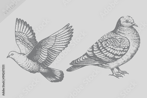 Vintage engraving isolated pigeons bird illustration ink humming sketch. Ink Beautiful flying pigeons bird sketch